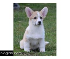 Velški Korgi Welsh Corgi Pembroke