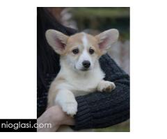 Velški Korgi Welsh Corgi Pembroke