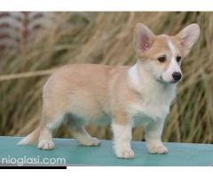 Velški Korgi Welsh Corgi Pembroke - Slika 3/9