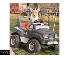 Velški Korgi Welsh Corgi Pembroke - Slika 4/9