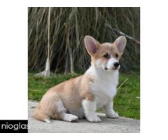 Velški Korgi Welsh Corgi Pembroke - Slika 6/9