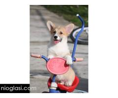 Velški Korgi Welsh Corgi Pembroke - Slika 8/9