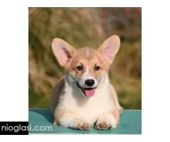 Velški Korgi Welsh Corgi Pembroke - Slika 9/9