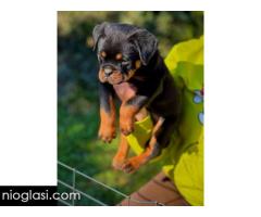 Rotvajler štenci - Slika 4/8