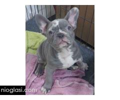 Sivi plavi francuski buldog