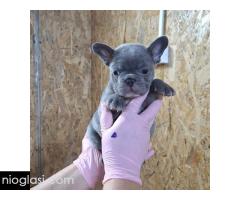 Sivi plavi francuski buldog - Slika 4/5