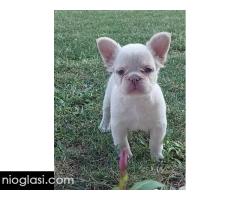 Francuski buldog štenci dugodlaki