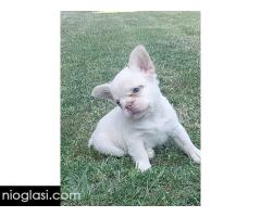 Francuski buldog štenci dugodlaki - Slika 3/3