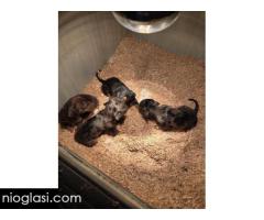 Jazavičar štenci - Slika 3/7