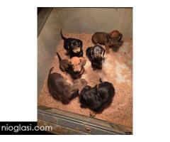 Jazavičar štenci - Slika 4/7