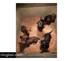 Jazavičar štenci - Slika 5/7