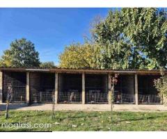 Jazavičar štenci - Slika 7/7