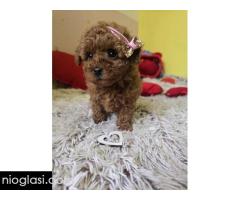 Preslatki štenci CRVENE TOY PUDLE