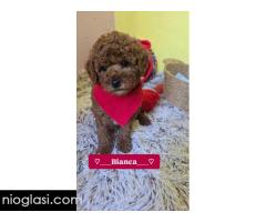 Preslatki štenci CRVENE TOY PUDLE - Slika 3/10