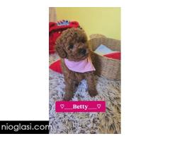 Preslatki štenci CRVENE TOY PUDLE - Slika 4/10