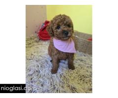 Preslatki štenci CRVENE TOY PUDLE - Slika 5/10