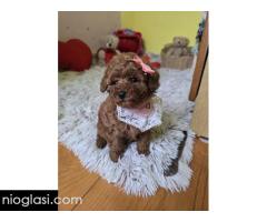 Preslatki štenci CRVENE TOY PUDLE - Slika 7/10