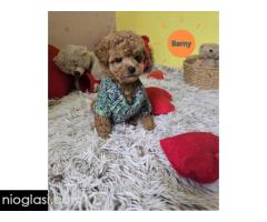 Preslatki štenci CRVENE TOY PUDLE - Slika 8/10