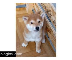 Šiba Inu štenci - Slika 3/9