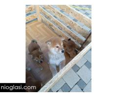 Šiba Inu štenci - Slika 5/9