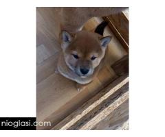 Šiba Inu štenci - Slika 3/9