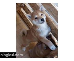 Šiba Inu štenci - Slika 5/9