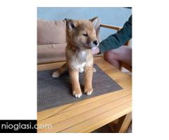 Šiba Inu štenci - Slika 7/9