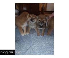 Šiba Inu štenci - Slika 9/9