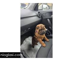 Šar Pej štenci - Slika 3/12