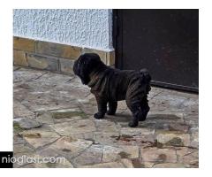 Šar Pej štenci - Slika 4/12