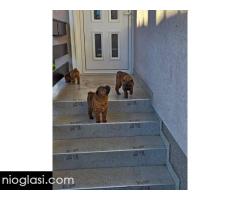 Šar Pej štenci - Slika 10/12