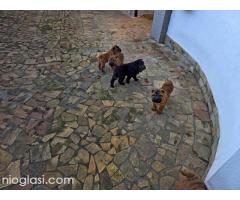 Šar Pej štenci - Slika 11/12