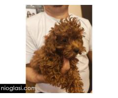 Crvene toy pudle - Slika 3/5