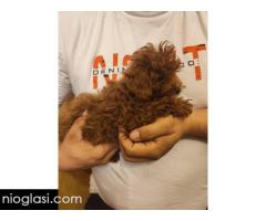 Crvene toy pudle - Slika 4/5