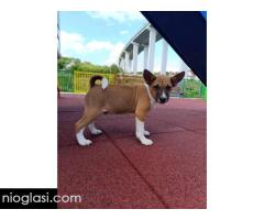 Basenji štenci - Slika 3/10