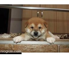 Shiba Inu, TOP štenci