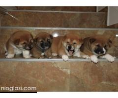 Shiba Inu, TOP štenci - Slika 4/6