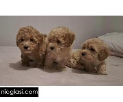 Maltipoo toy stenci - Slika 3/5