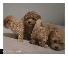 Maltipoo toy stenci - Slika 5/5