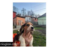 Bigl štenci - Slika 3/13