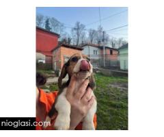 Bigl štenci - Slika 5/13