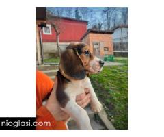 Bigl štenci - Slika 6/13