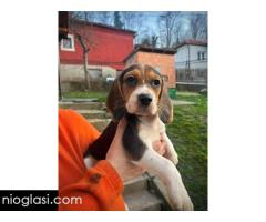 Bigl štenci - Slika 7/13