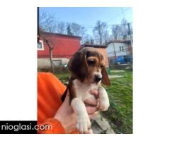 Bigl štenci - Slika 8/13