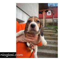 Bigl štenci - Slika 10/13