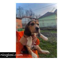 Bigl štenci - Slika 13/13