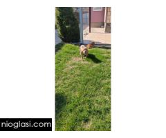 Američki buli - Slika 3/5