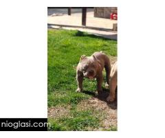 Američki buli - Slika 5/5