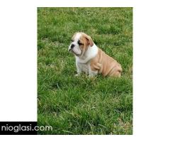 Engleski buldog štenci