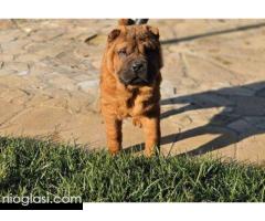 Šar Pej, čistokrvni štenci